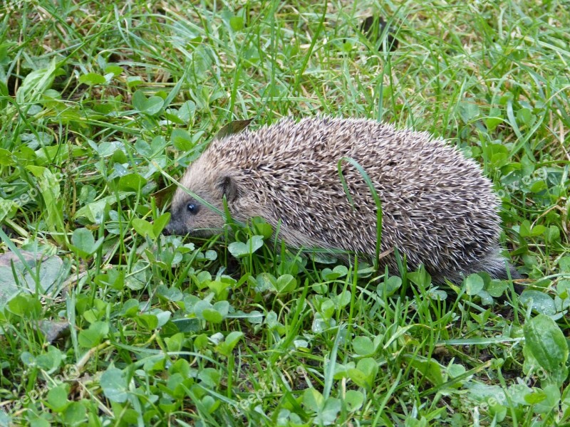 Hedgehog Erinaceus Europaeus Spur Animal Predator