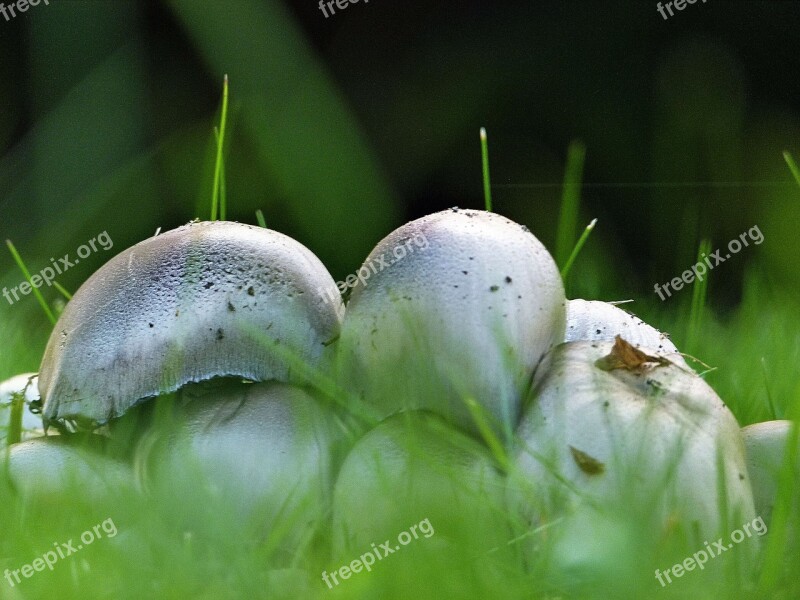 Wild Mushroom Nature Plant Poisonous