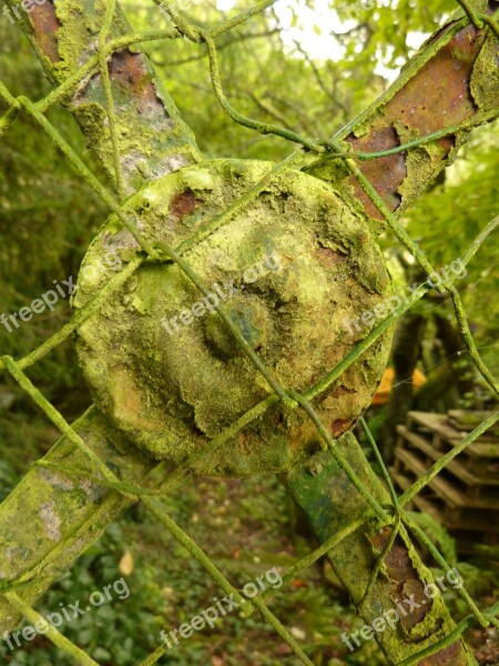 Fence Rust Moss Old Plant