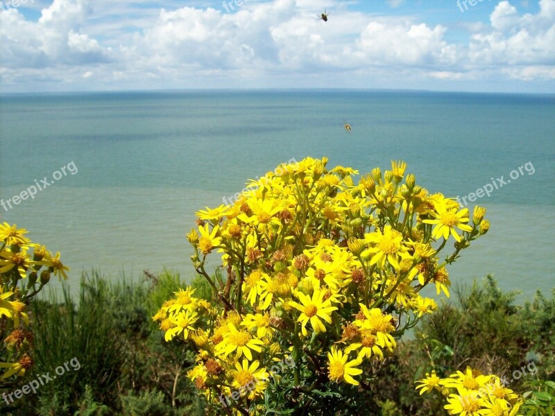 Flowers Sea Insects Flora Fauna