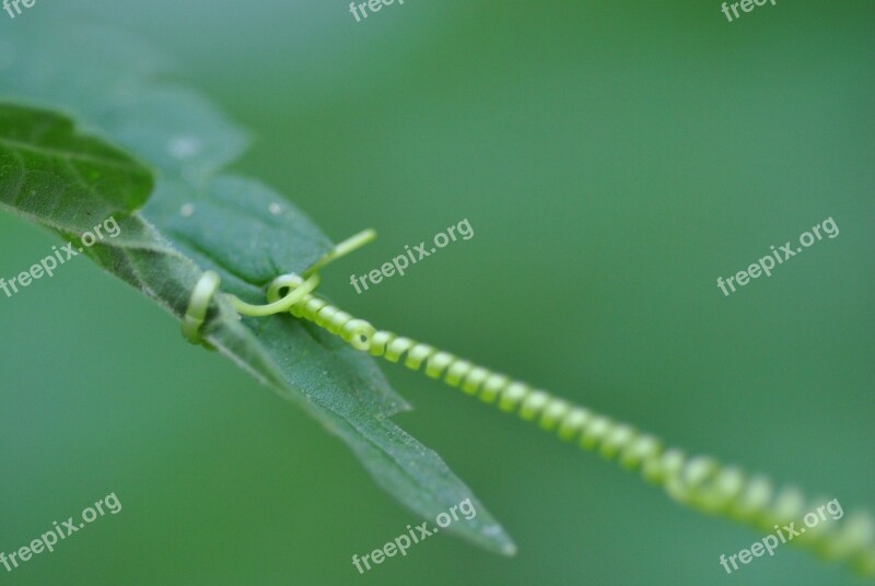 Nature Flora Macro Detail Leaf