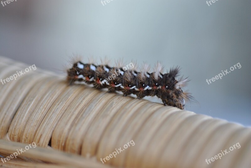 Insect Macro Hairy Wooly Detail