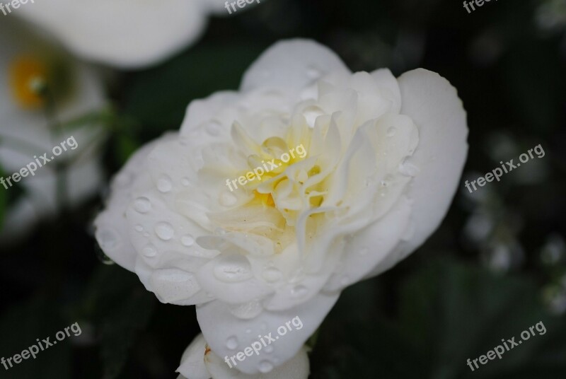 Flower White Dew Dripping Nature