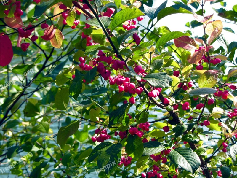 Forest Autumn Leaves Flowers Pink