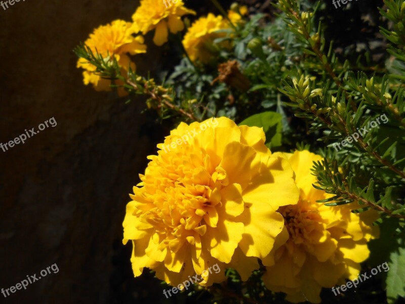 Marigold Flower Flowers Blossom Bloom