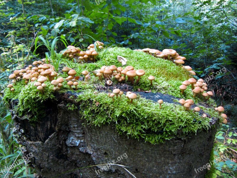 Forest Mushrooms Log Moss Green