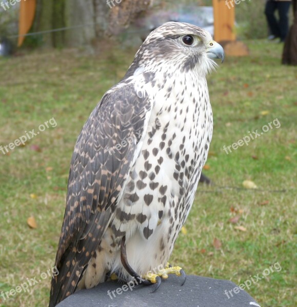 Saker Or Würgefalke Bird Plumage Raptor Falcon