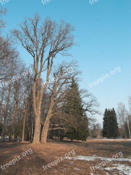 Sky Park Trees Spring Snow