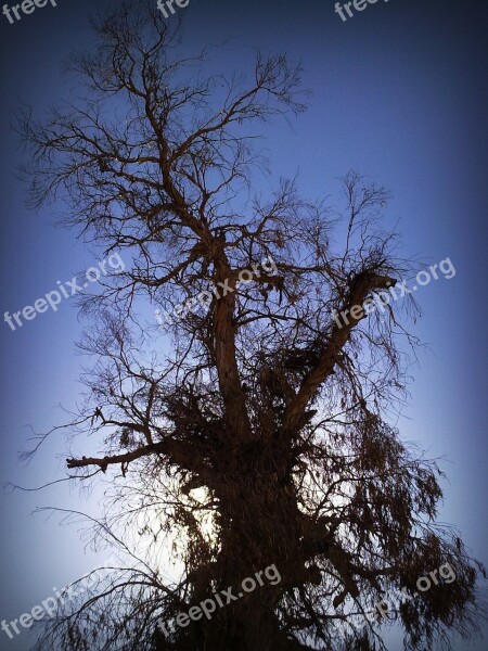 Tree Branches Sky Trees Nature