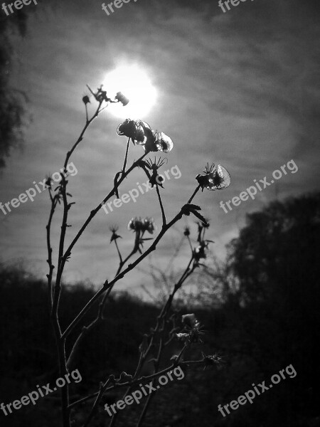 Flowers Esierto Black And White Sun Backlight