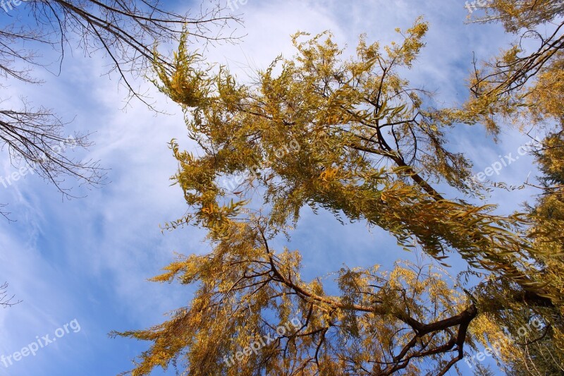 Willow Leaves Sky Tree Trees