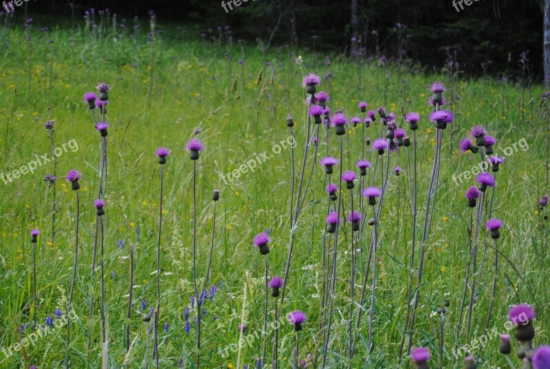 Flowers Purple Flowers Colorful Mountains Wildflowers