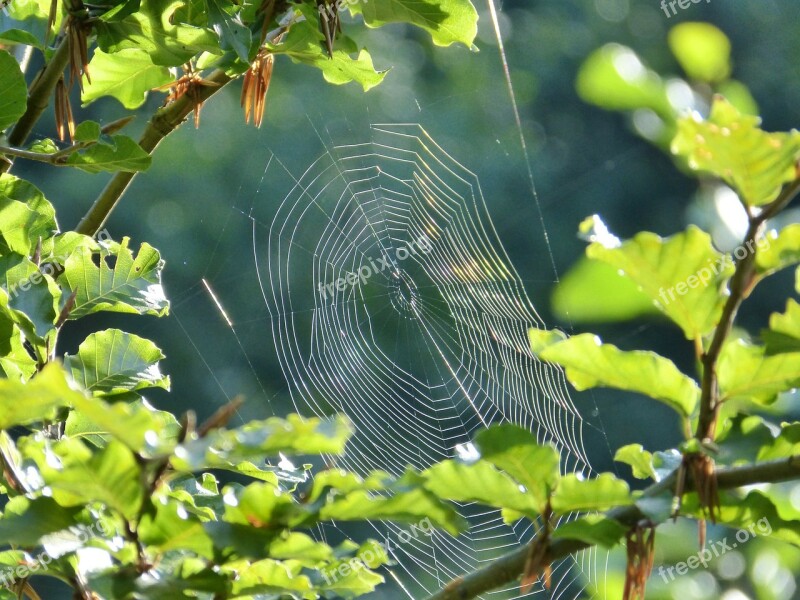 Spider Cobweb Web Orb Web Animal