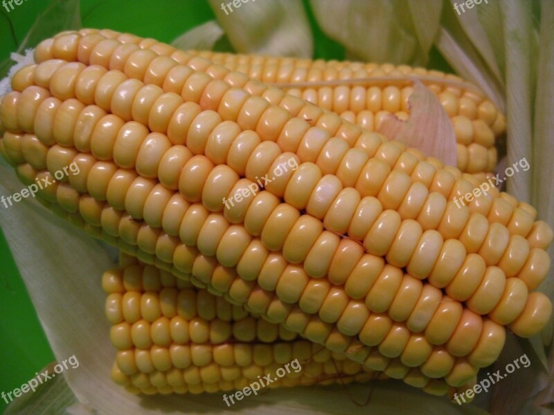 Corn On The Cob Corn Sweet Corn Food Plant