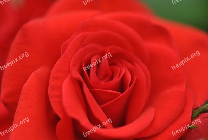 Rose Red Flower Rosa Velvet