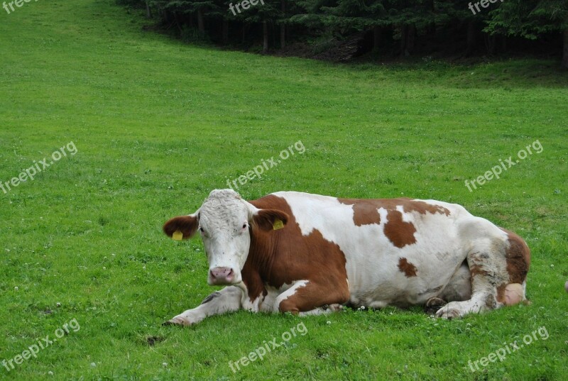 Cow Animal Pasture Grass Colors