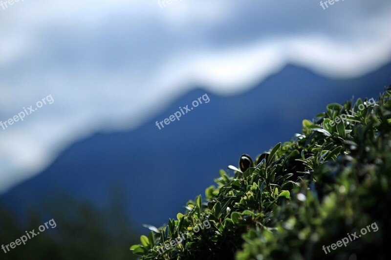 Mountain Shrub Plant Leaf Green