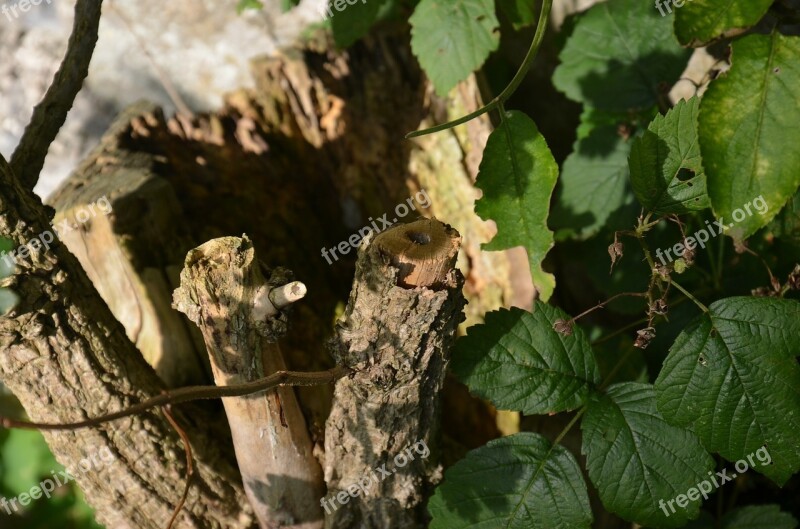 Tree Root Root Tree Elder Free Photos