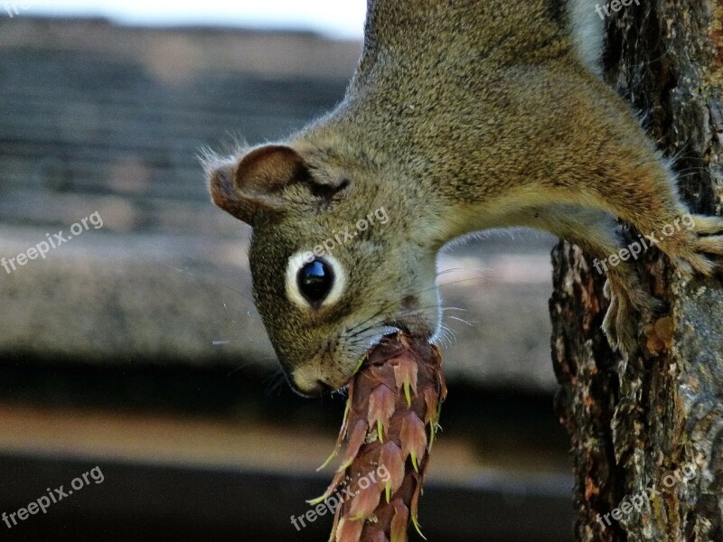 Squirrel Mammal Animal Cone Nature