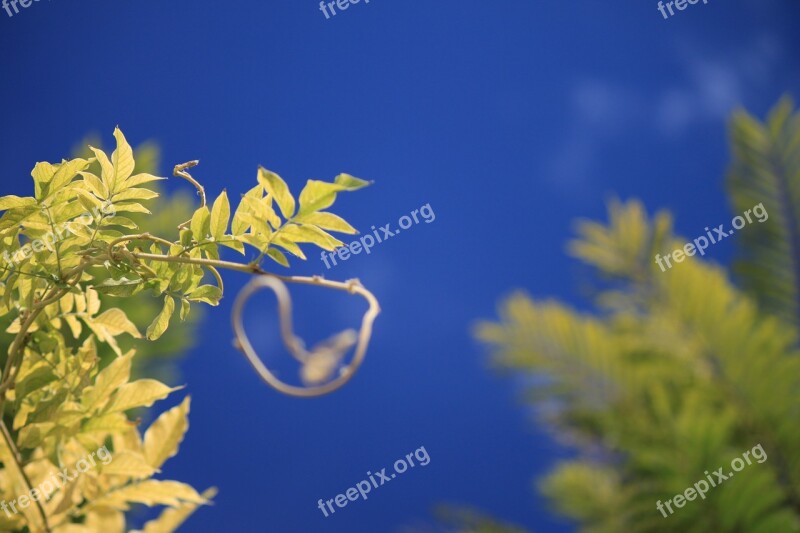 Outbreak Sky Plant Green Vine