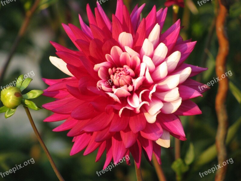 Dahlia Orange Red Autumn Garden