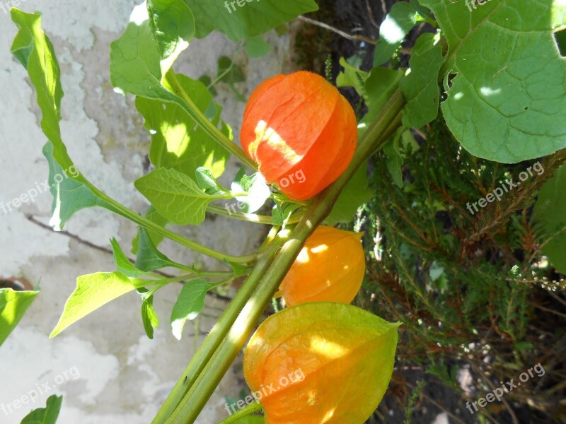 Lampionblume Flower Ornamental Plant Sepals Orange