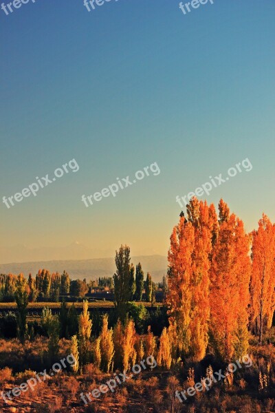 Trees Tree Autumn Leaves Landscape