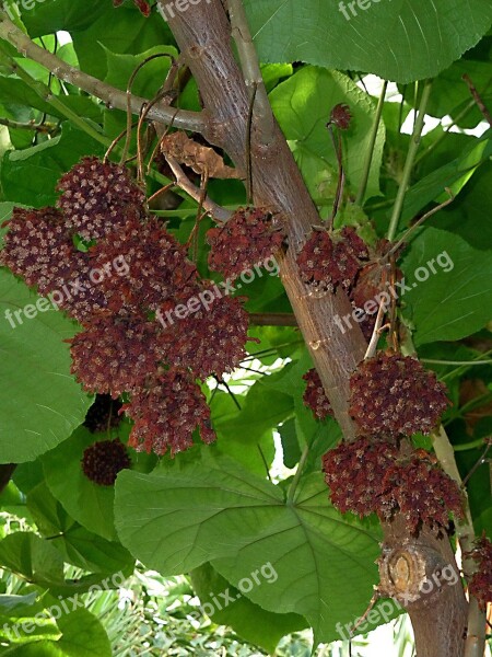 Exotic Tree Fruit Tropical Nature