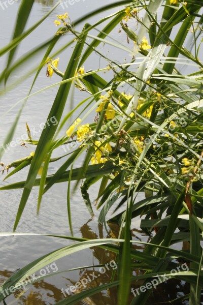 Vegetation Naticina Green River Foliage