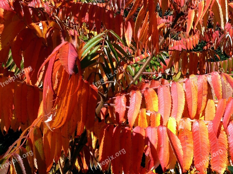 Fall Autumn Leaves Red Nature