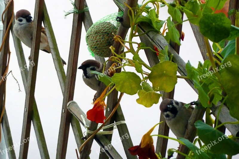 Sparrows Birds Feathered Balcony Garden