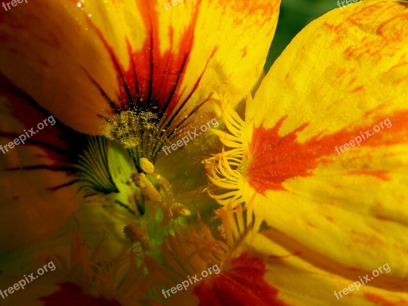 Yellow Flower Nature Plant Macro