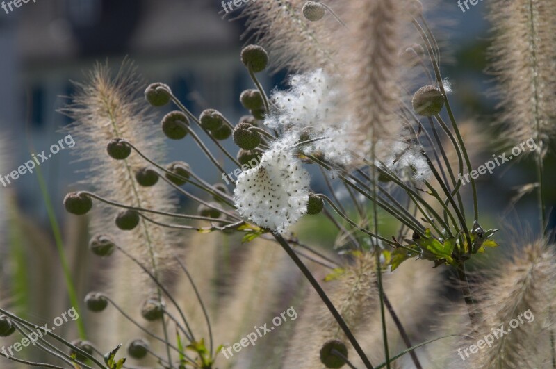 Garden Plant Faded Ornamental Grasses Free Photos