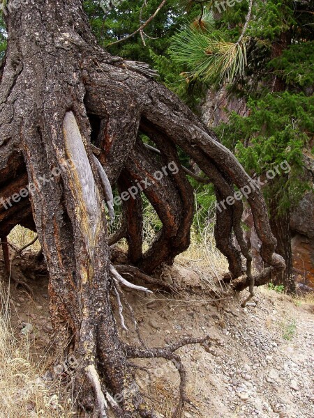 Tree Roots Nature Dry Pine