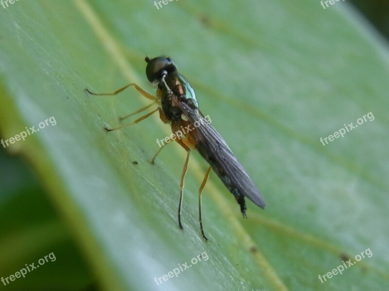 Animal Insect Fly Nature Forest