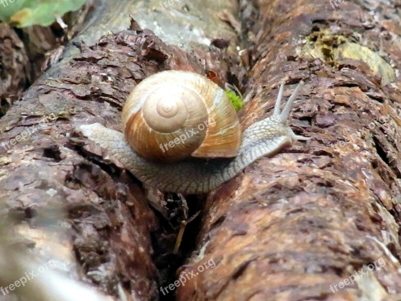 Snail Mollusk Wirbellos Animal Forest