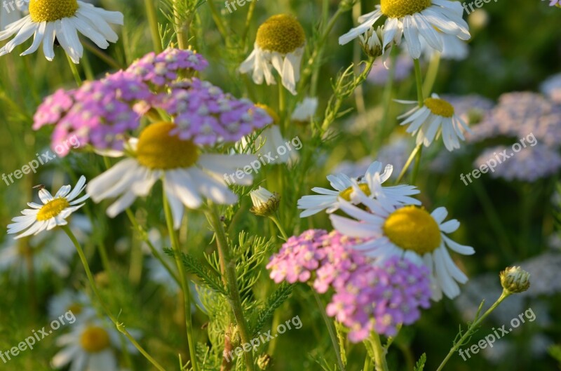 Chamomile Flowers Flower Meadow Wild Flowers Plant