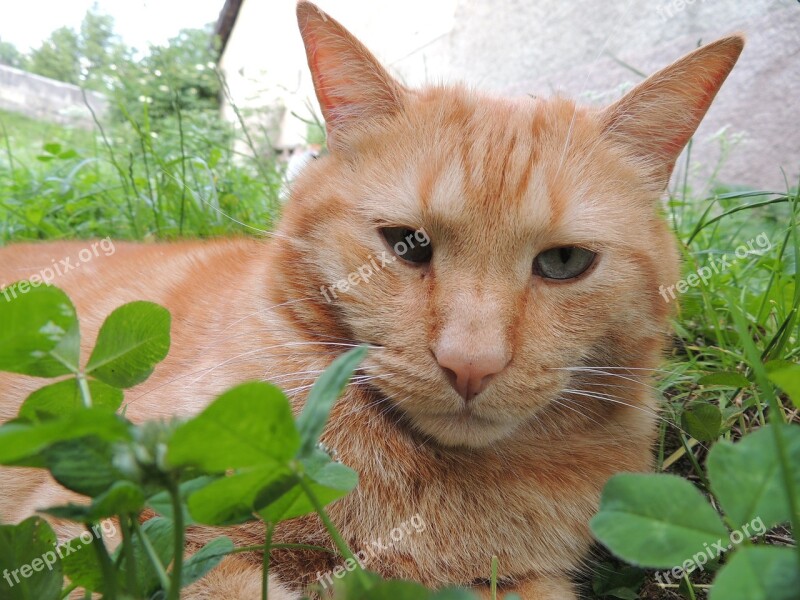 Cat Animal Grass Close Up View Free Photos