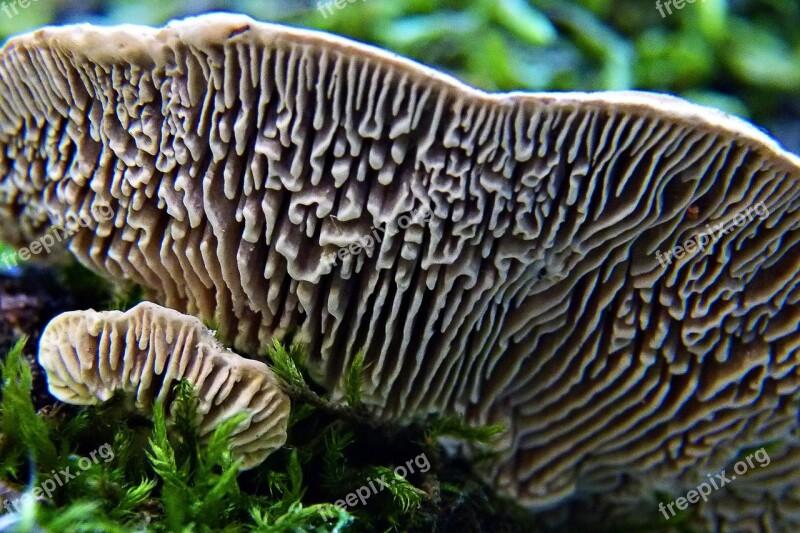 Tree Fungus Nature Forest Macro