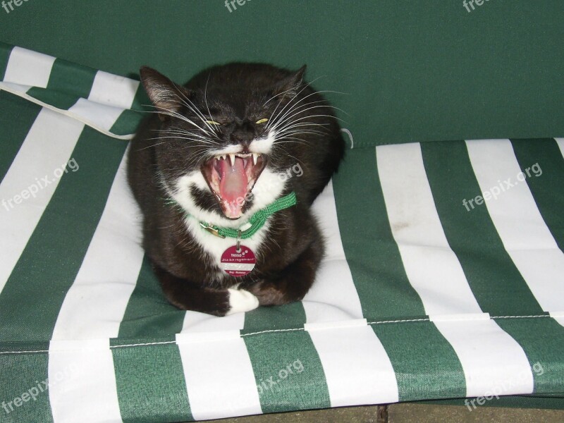 Cat Animal Yawn Pet Free Photos