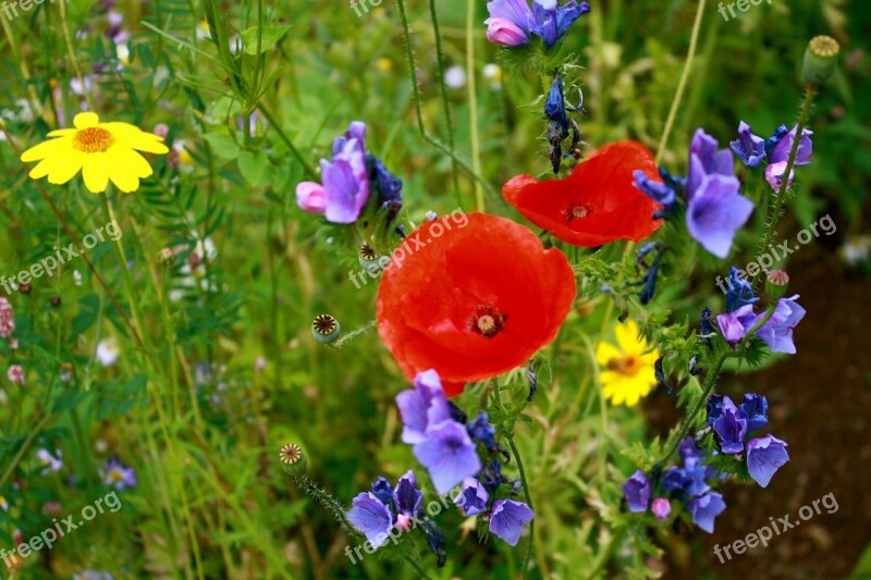 Meadow Flowers Meadows Flower Wildflowers