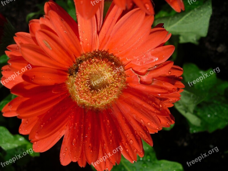 Flowers Flower Nature Red Summer