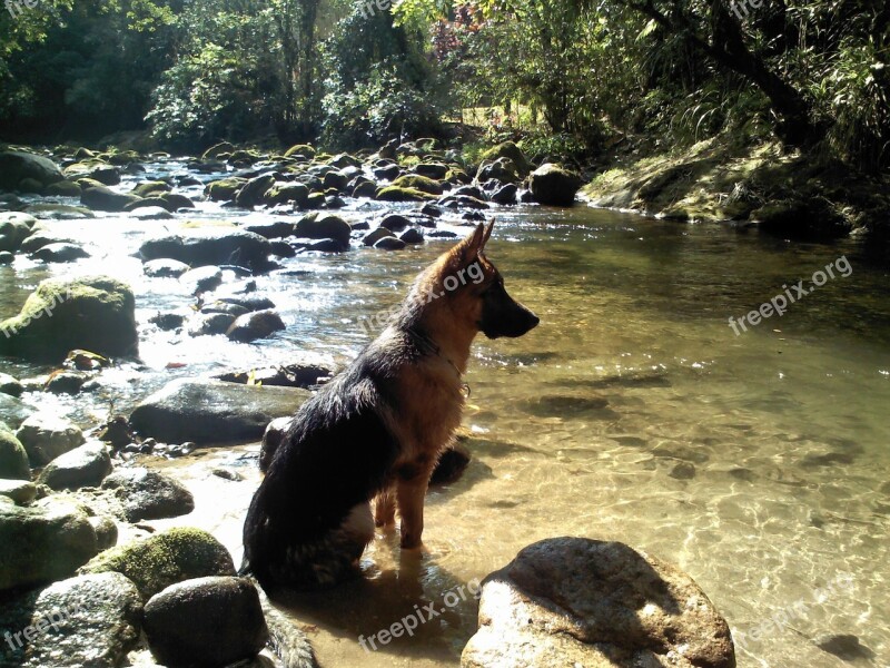 Dog Water Rio Free Photos