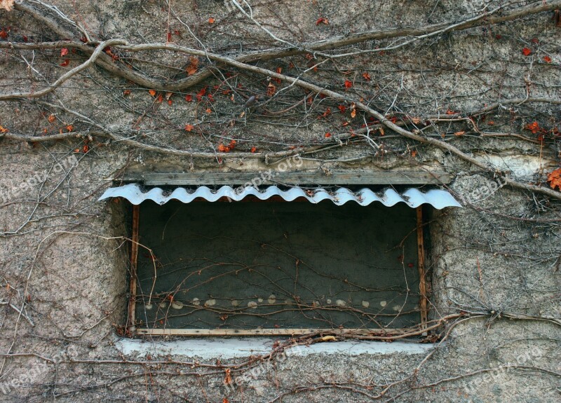 Vine Plant Window Old Adobe