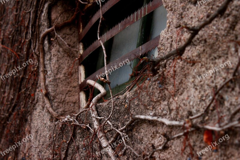 Vine Plant Window Old Adobe