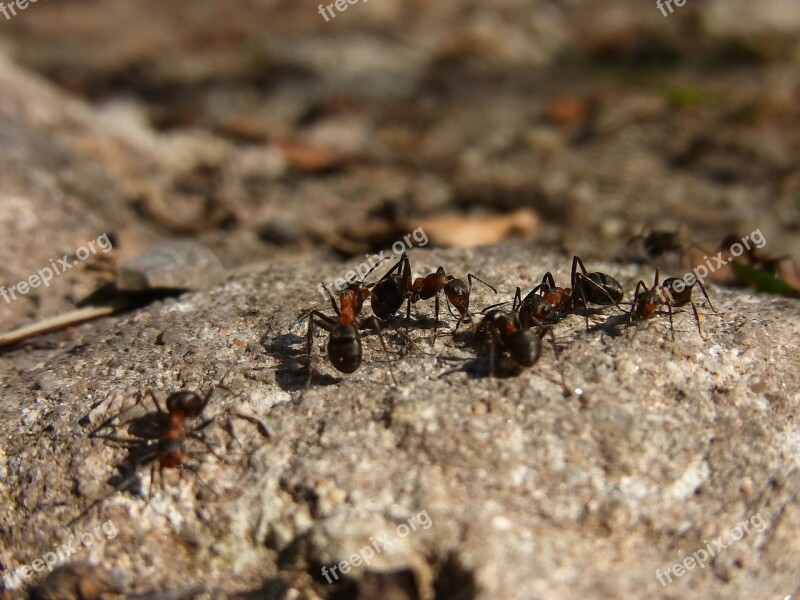 Insect Hymenoptera Ant Red Wood Ant Formica Rufa