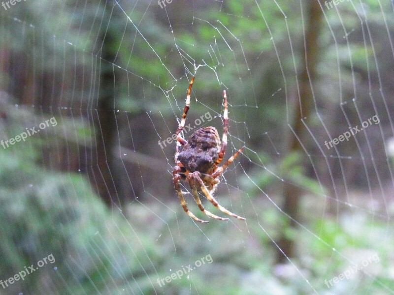 Spider Arachne Cobweb Web Animal