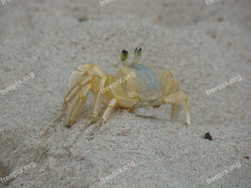 Crab Siri Beach Sand Mar