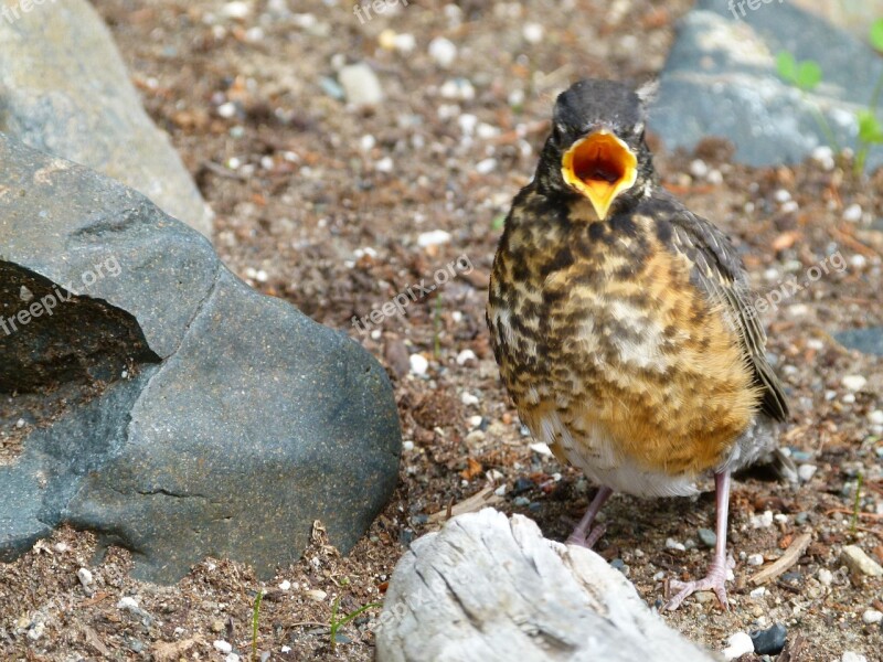 Red Robin Bird Feathered Chick Animal