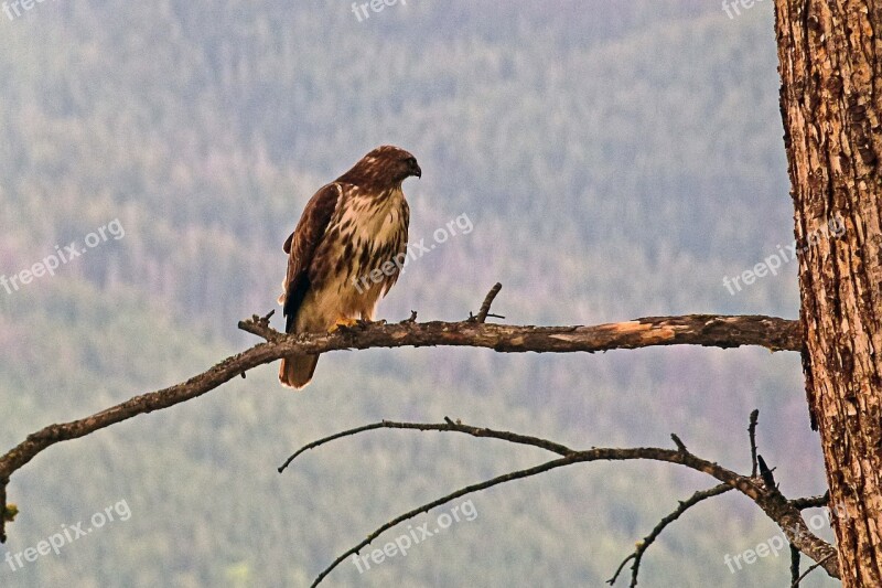 Osprey Branch Bird Raptor Wild Life